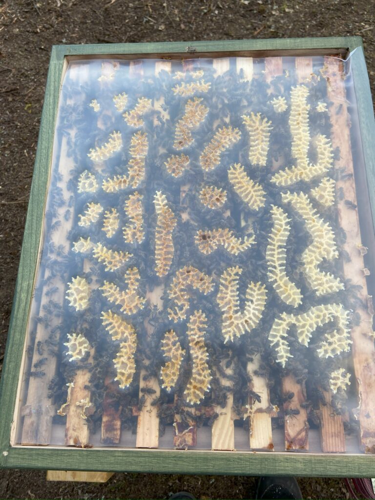 Ableger eines Bienenvolkes im Frühling