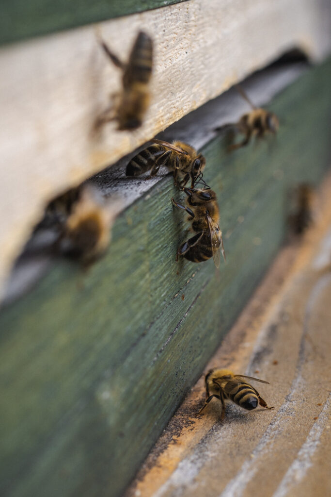Bienen am Eingang der Beute.