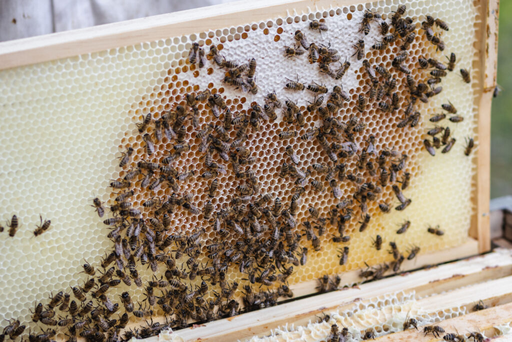 Bienen auf einer hellen Honigwabe mit teilweise verdeckelten Zellen.